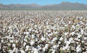Cotton-USA-pic-2