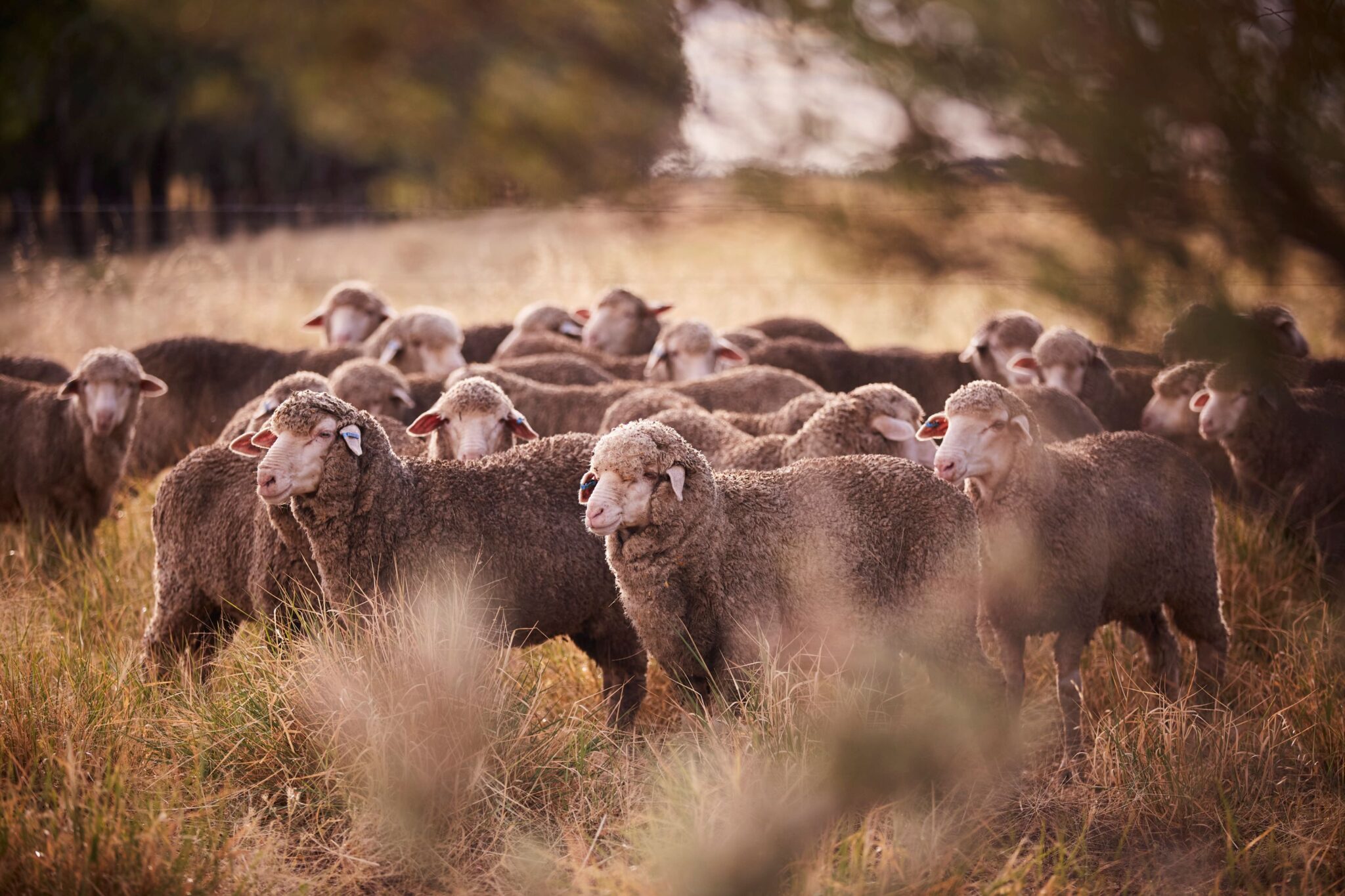 Why is Merino Wool in demand now more than ever - The Textile Magazine